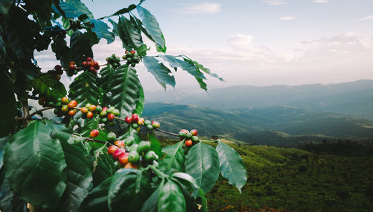 Why Coffee Tastes Different Depending on Where It’s Grown