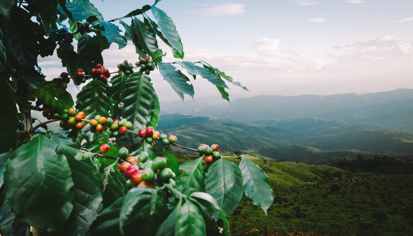 Why Coffee Tastes Different Depending on Where It’s Grown
