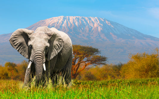 Where Coffee Meets the World: Kenya